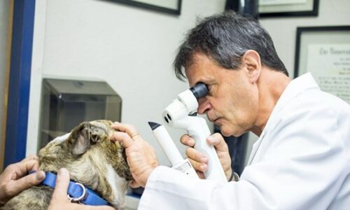 VOFTW Launches Groundbreaking Course on New Canvas Platform, Revolutionizing Veterinary Ophthalmology Education